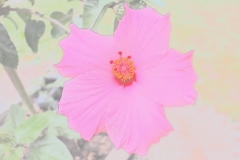 Pink-Flower-APFPJ11