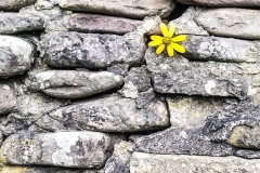 Rock-Wall-Flower-GPRWF01