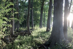 Gettysburg-Battlefield-Trees-GBPST01