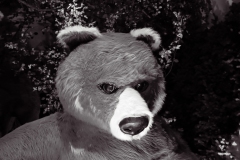 BW-Bear-SCBWB01