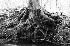 Rooted-Tree-FMWBW03