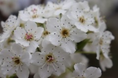 Dogwood-Flowers-NCDFD21