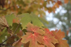 Maple-Leaves-Fall-MVFTL23